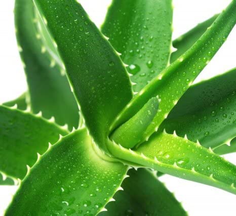 Aloe Vera Gel 500ml - ANAGEL